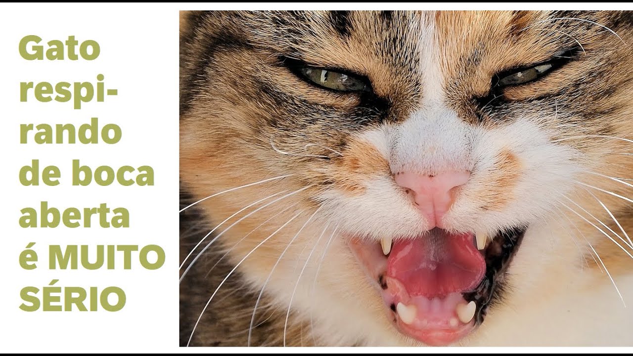Gato respirando de boca aberta é MUITO sério!!