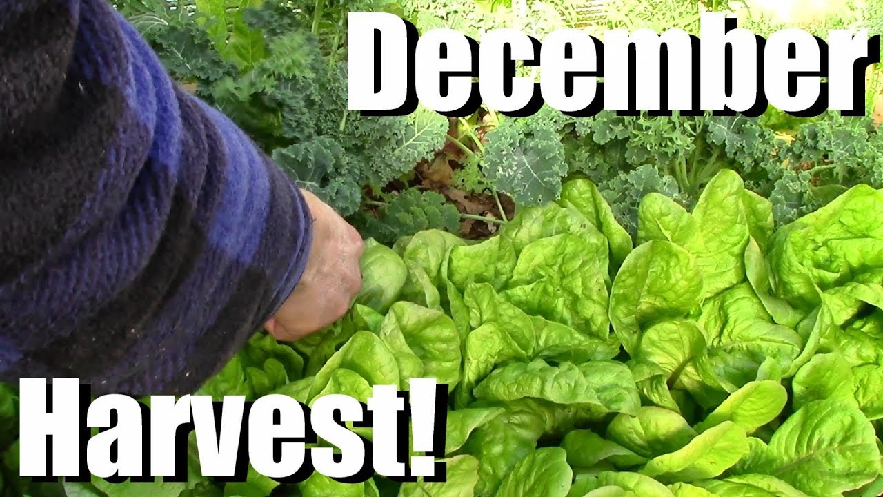 December Vegetable Garden Harvest (Zone 5): Local Food at its Best!