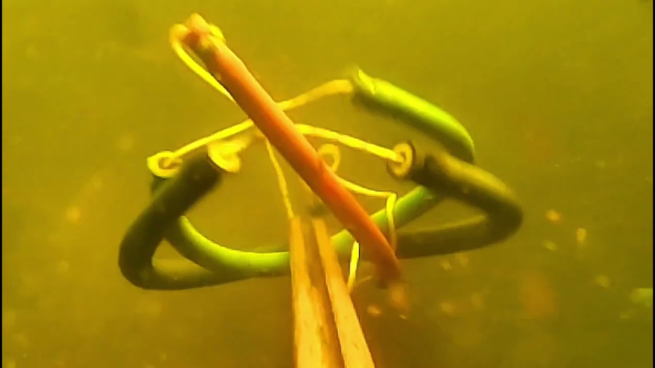 เยอะจัดคางดำ#คนหาปลา #fishing 