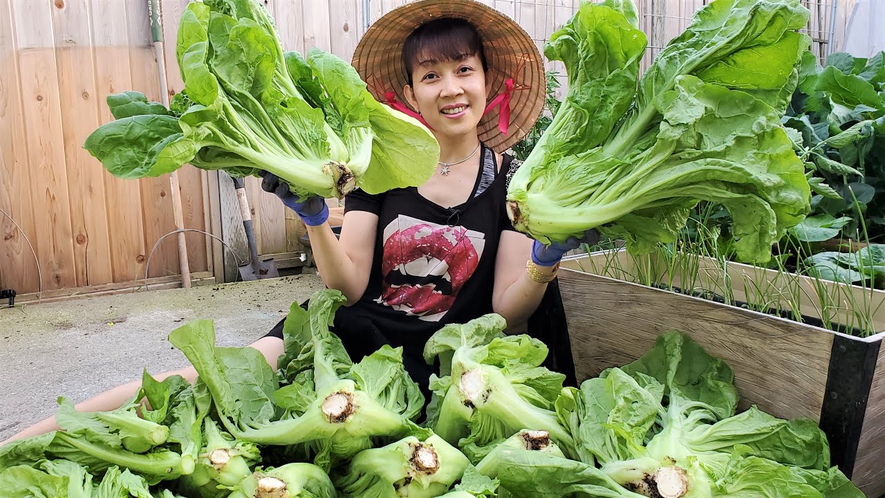 Thu hoạch một đống cải tàu sậy bự chảng thấy mê.  Chia sẻ cách trồng cải thảo 🇨🇦574》 Vườn Rau Việt