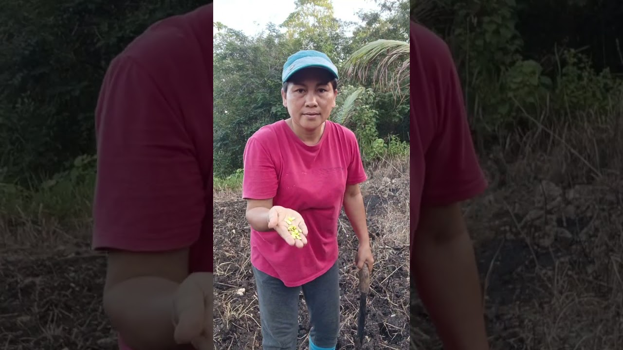Planting squash #farmer 