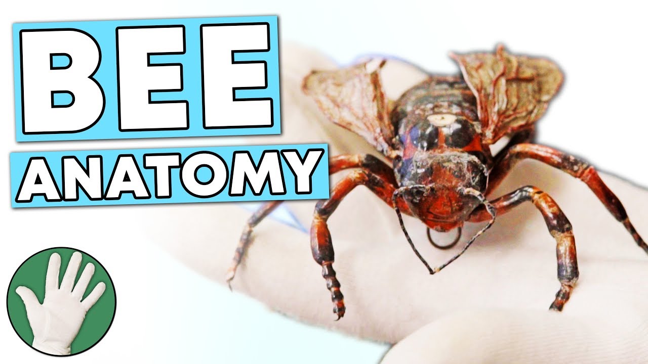 Anatomy of a Bee - Objectivity 154