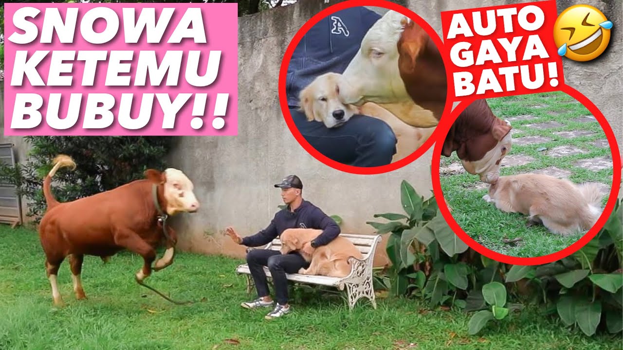 SNOWA KETEMU BUBUY PERTAMA KALI! TERSNOWALAH!