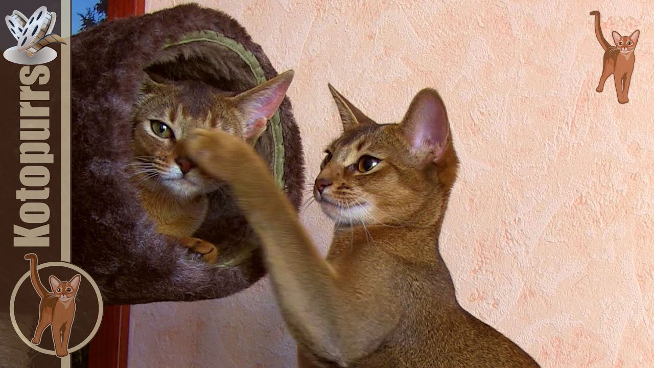 Funny abyssinian cats playing with tube [kotopurrs]