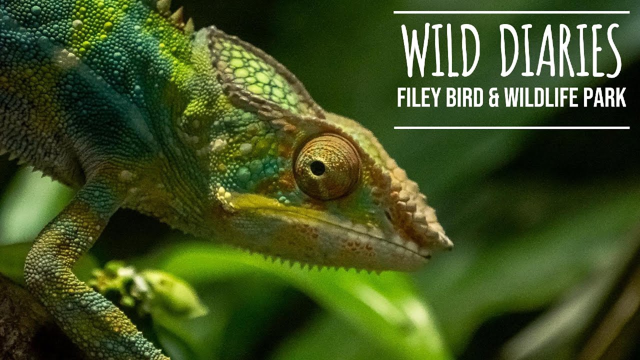 Taking Our Dog to Filey Bird Garden - A Birthday Adventure in Yorkshire!