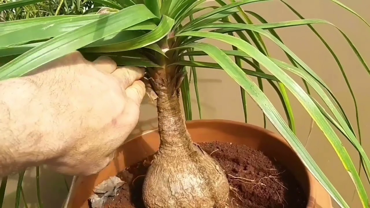 Como podar pata de elefante, e como cultivar como plantar em vaso #patadeelefante