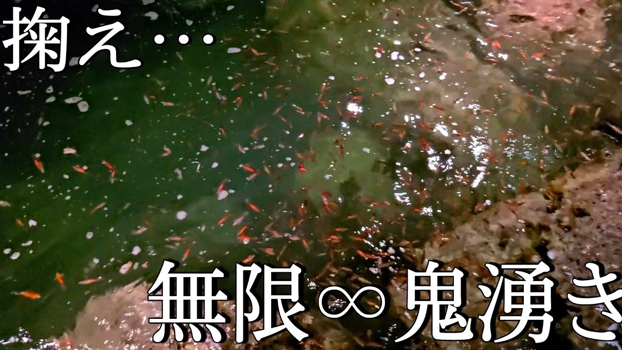 【鬼湧き】ホタルイカ5秒掬って1キロ捕れる！糸魚川富山湾の神秘2021
