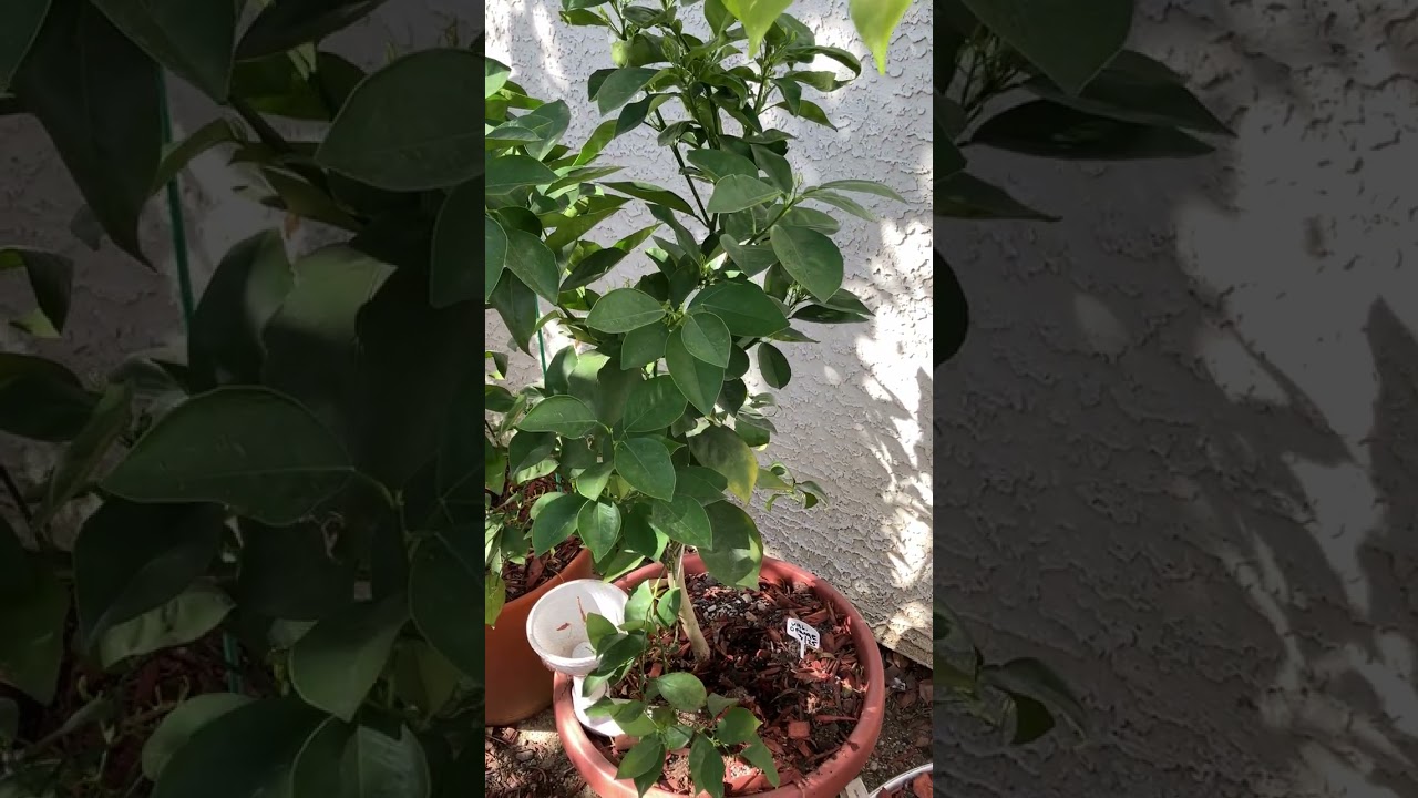 Update of Citrus grown in containers in a hot climate using Modern Olla pots