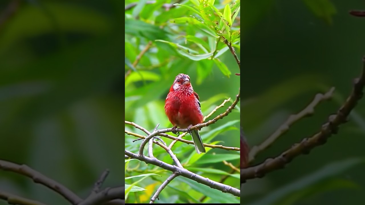 Long-tailed rosefinch (Uragus sibiricus)