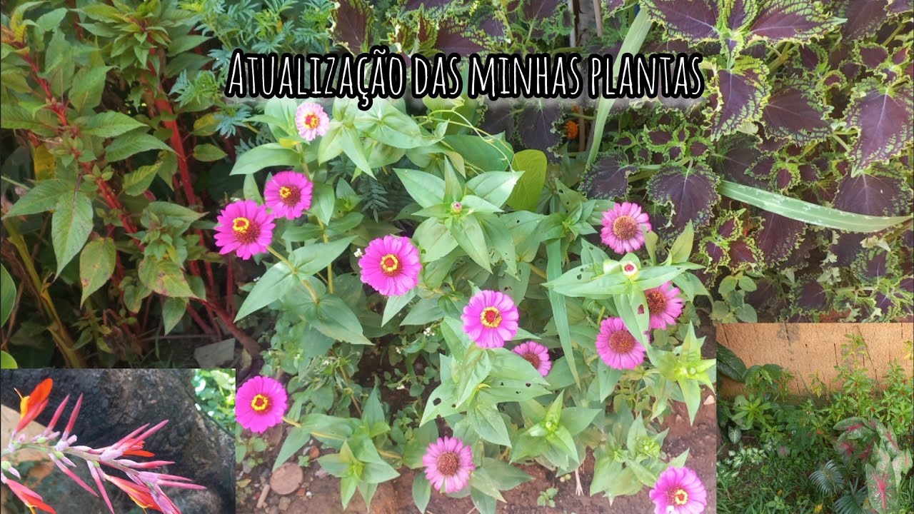 Atualização das minhas plantas/ olha o que as galinhas fizeram com as mudas de mamão 😱