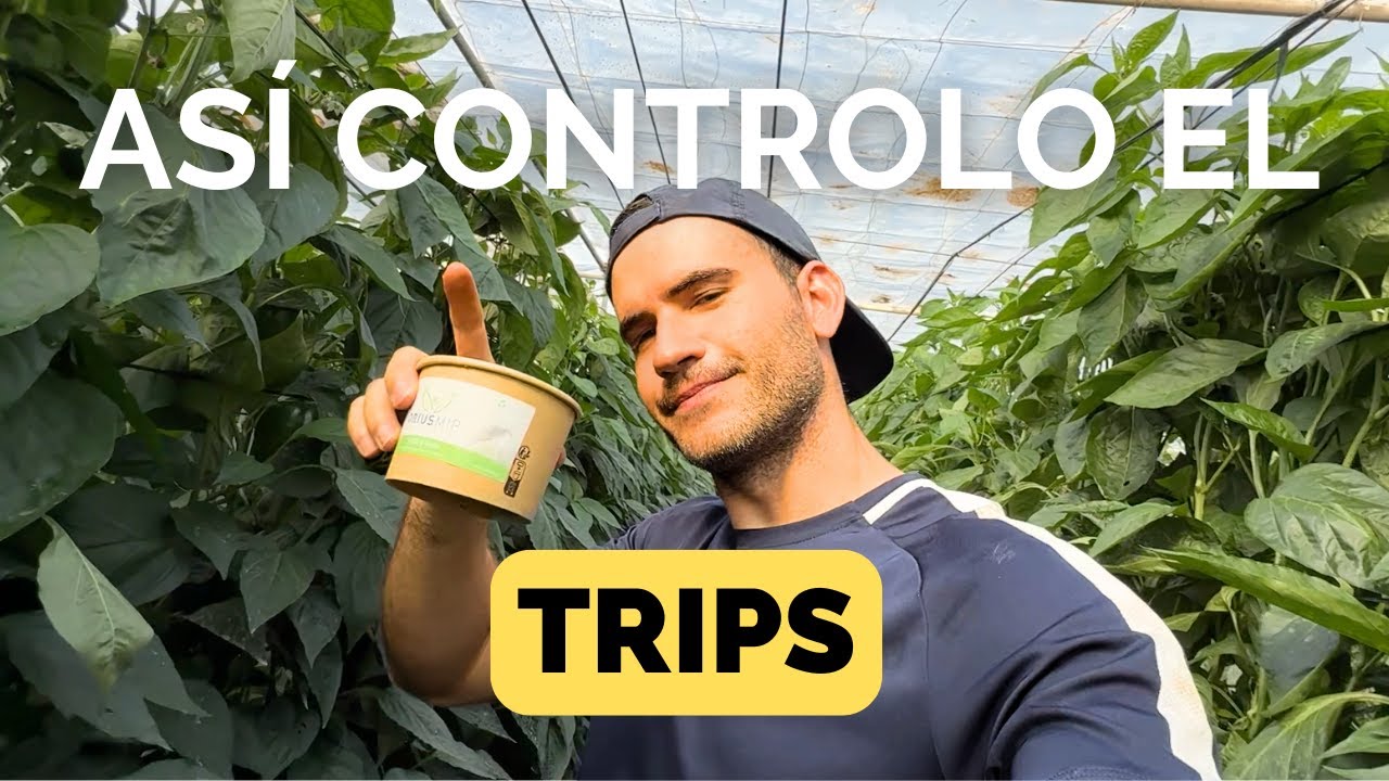 Como controlo el TRIPS en mi CULTIVO de PIMIENTO