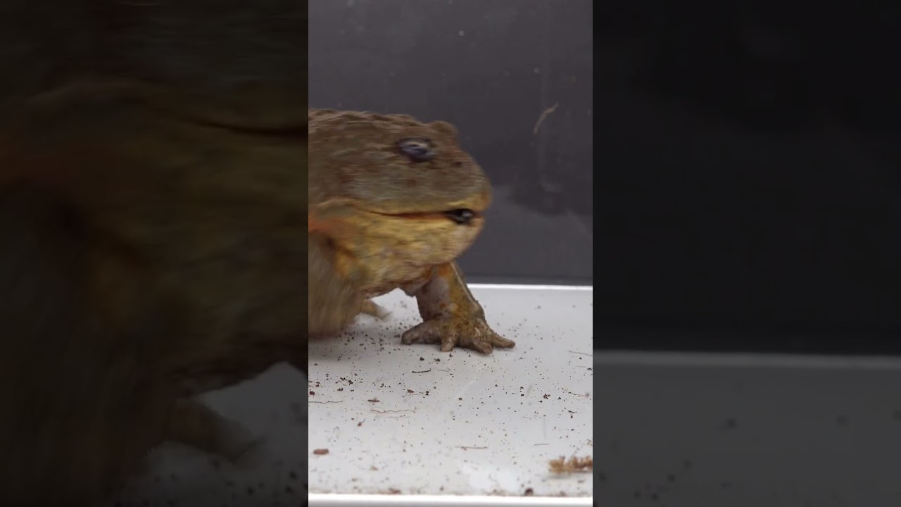 Giant African Bullfrog Eats Huge Roach