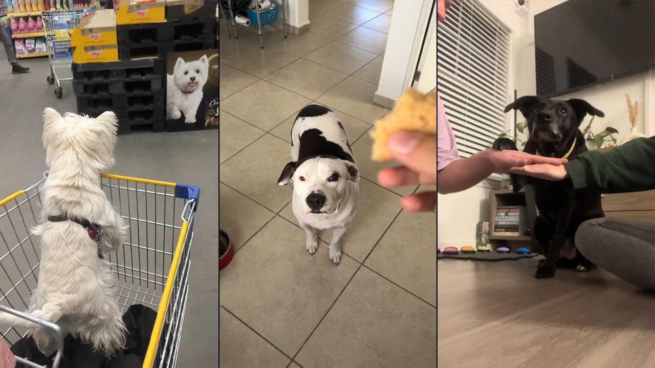 When your dog becomes a meme