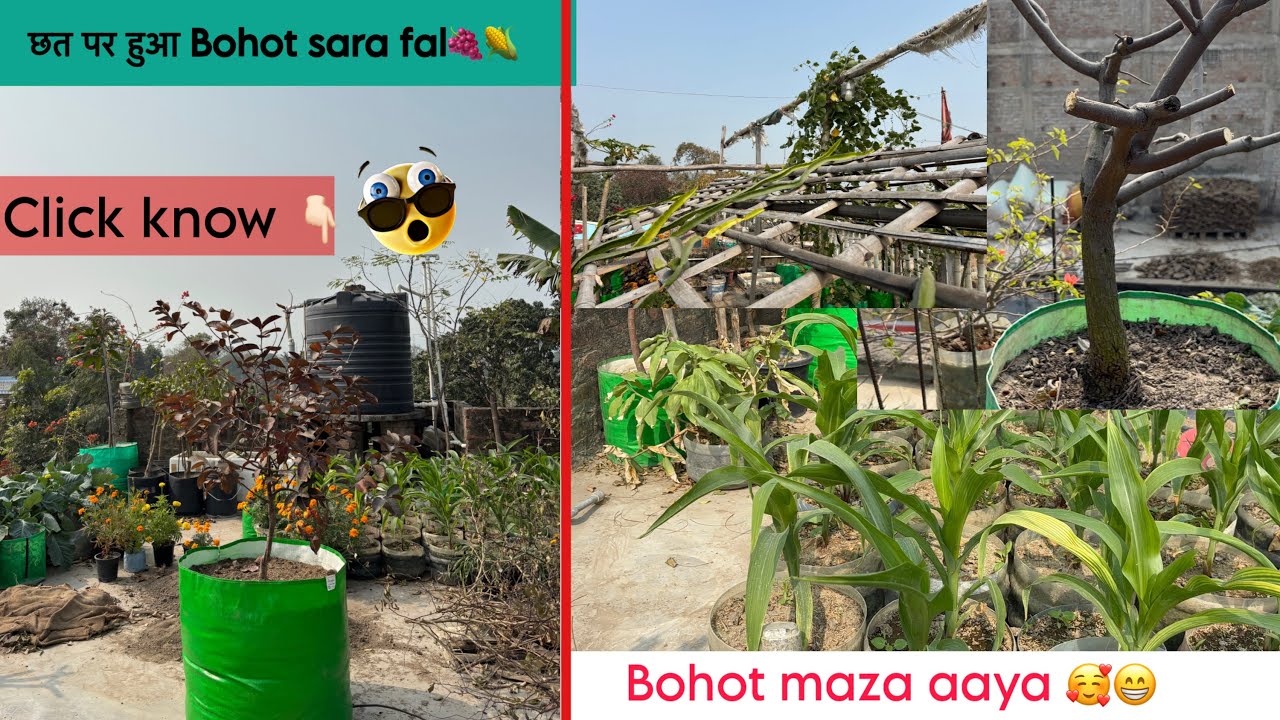 छत पर हुआ Bohot sara fal 🍇🌽…|#trending |#youtube |#vlog |#gardening 