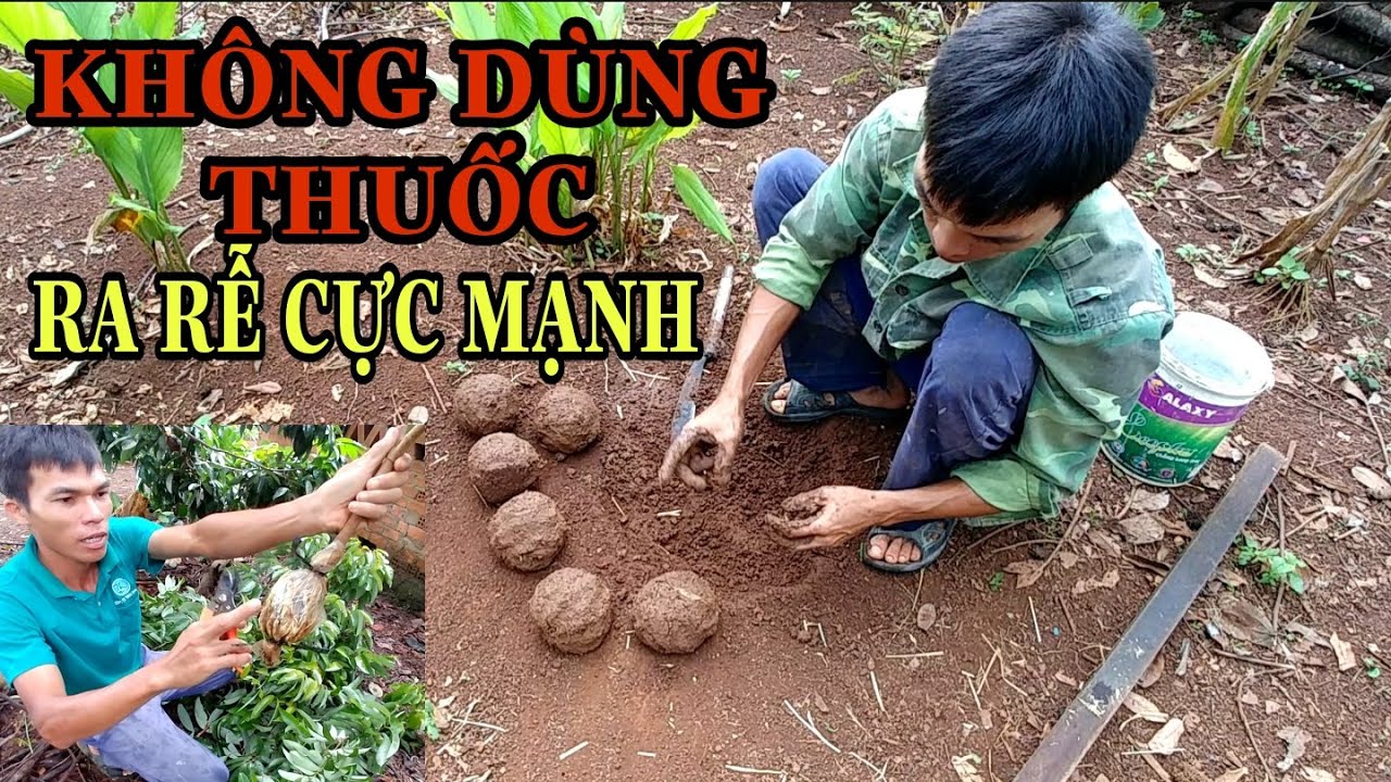 Kỹ Thuật Chiết Cành (Phần 1) Chuẩn Bị Đất, Vật Liệu Bó Bầu - LVL THACH LU