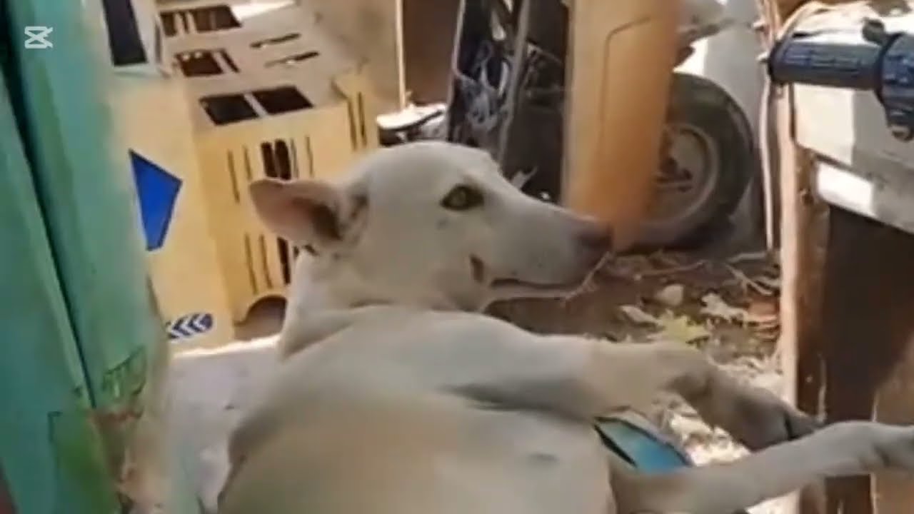 Dog in Raksha moist Funny