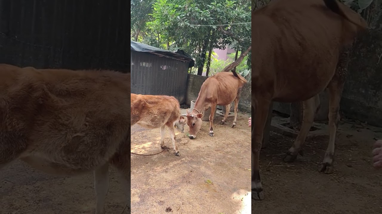 Hori sova goru ke kola pata debar somoye ki korche Ora dekho #cow #animal 