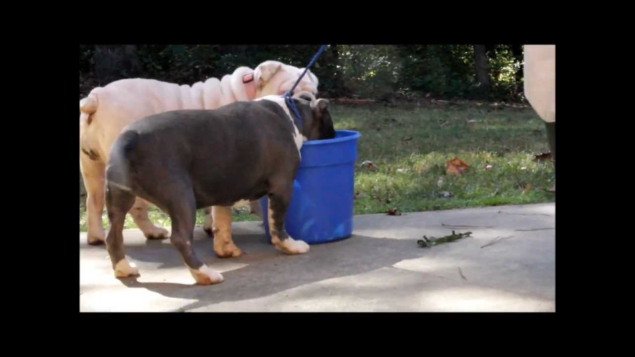 WWW.JBBULLIES.COM - MEIHI 7MONTHS OLD 10-23-13 AMERICAN BULLY