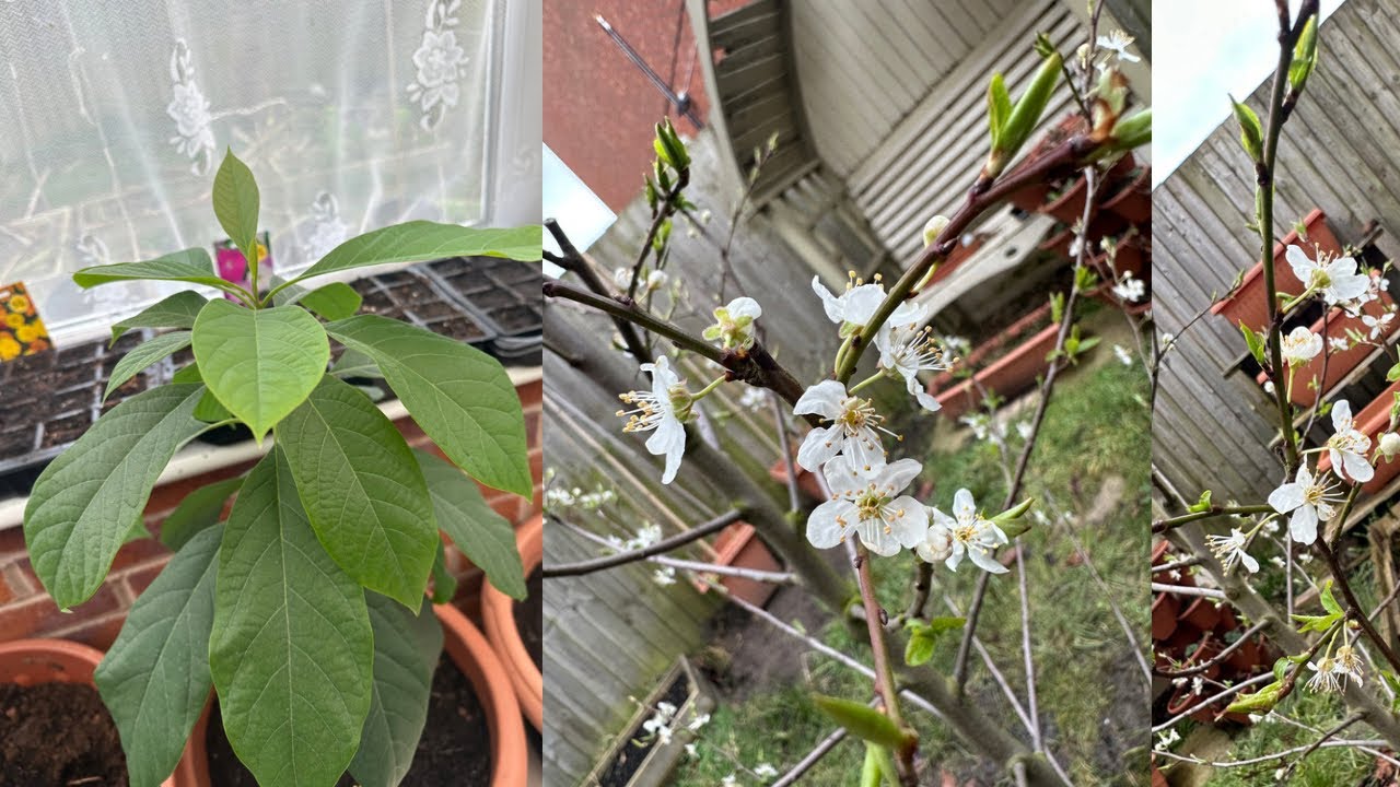 Backyard garden tour | early spring 2023 | Garden Ideas & DIY