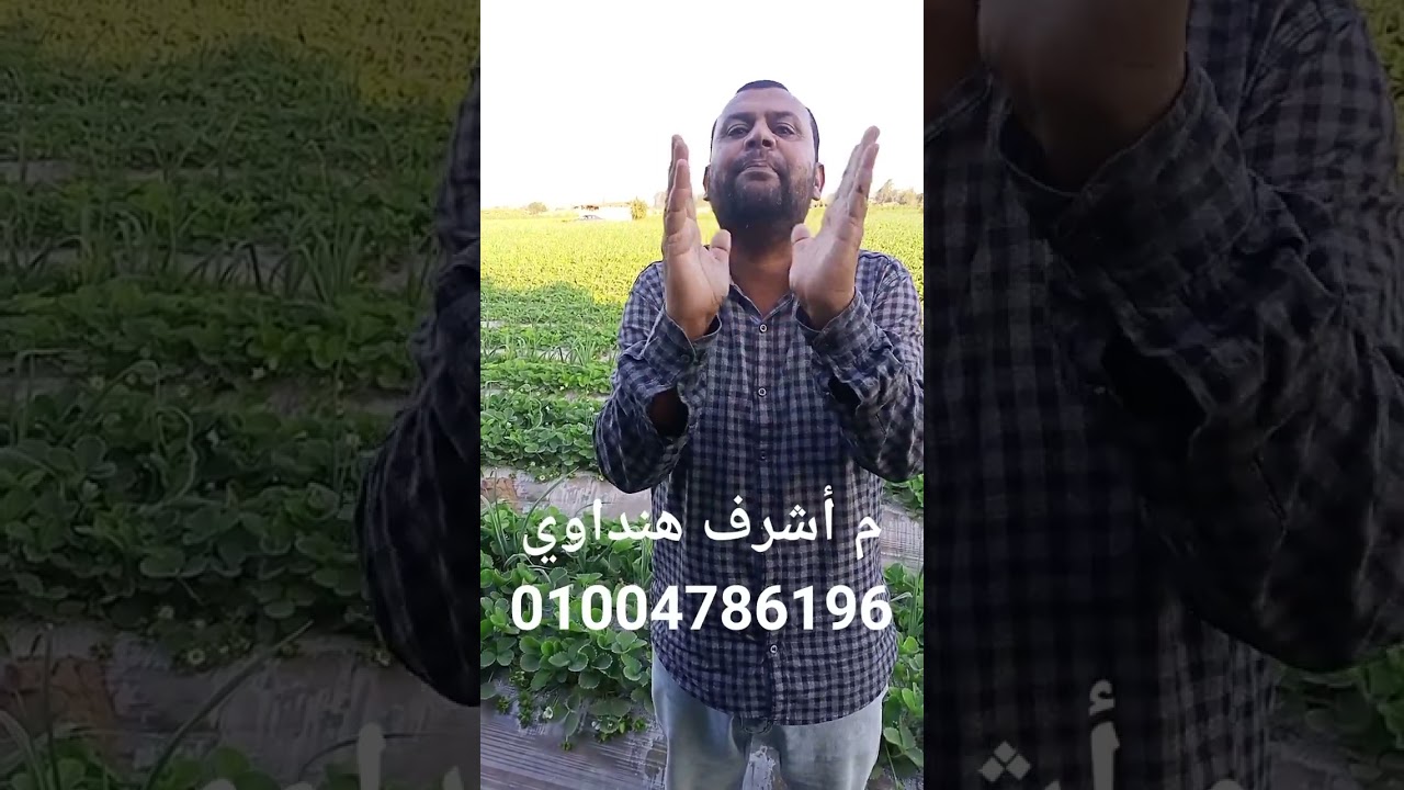 المعدلات العالية في التسميد..صح ولا غلط.  الفراولة