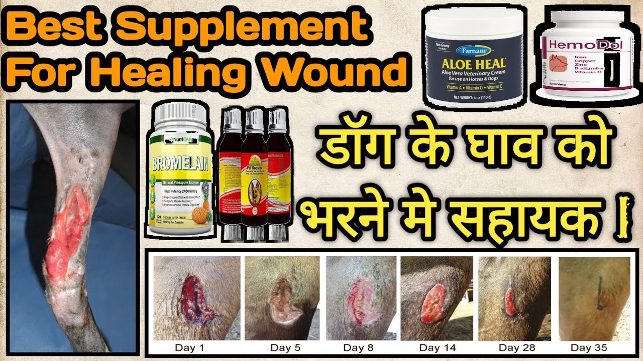 dog wound treatment at home || supplements for wound healing || dog wound treatment || By .S.M.