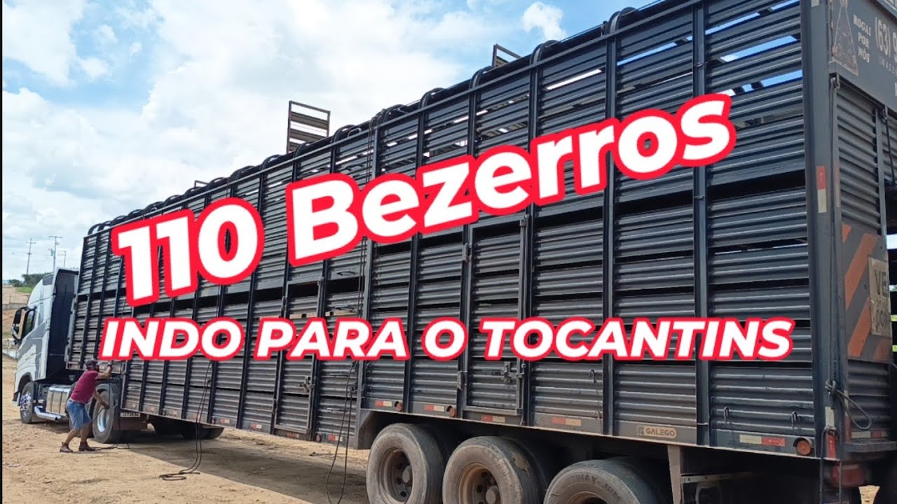 110 BEZERROS INDO PARA O TOCANTINS 
