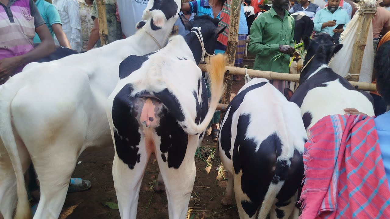২২ ফেব্রুয়ারি রবিবার সিরাজগঞ্জ তালগাছি পশুর হাটে সেরা মানের বকনা দেখুন। 