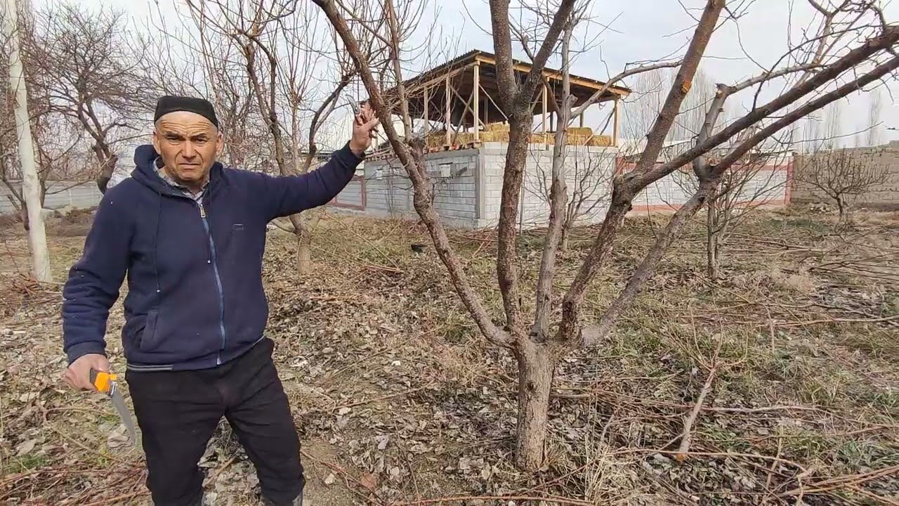 Захлатишни окибати.Хонкизда абрезка ишлари.