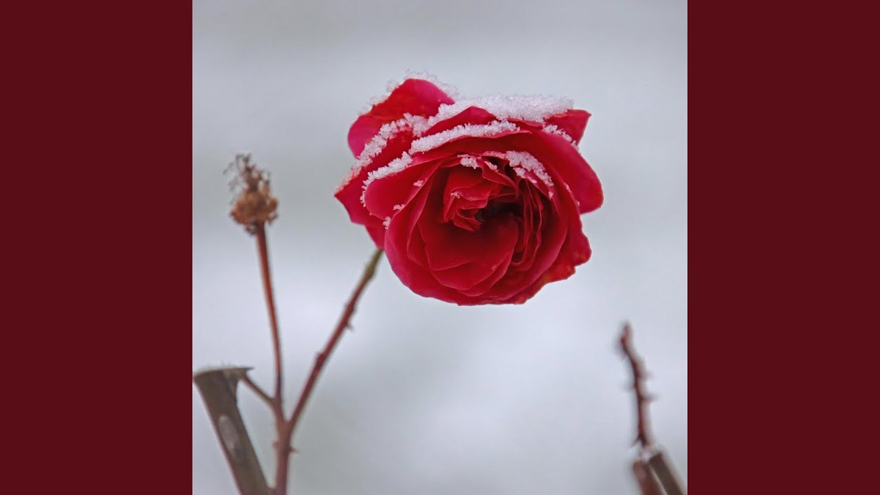 So said the flower