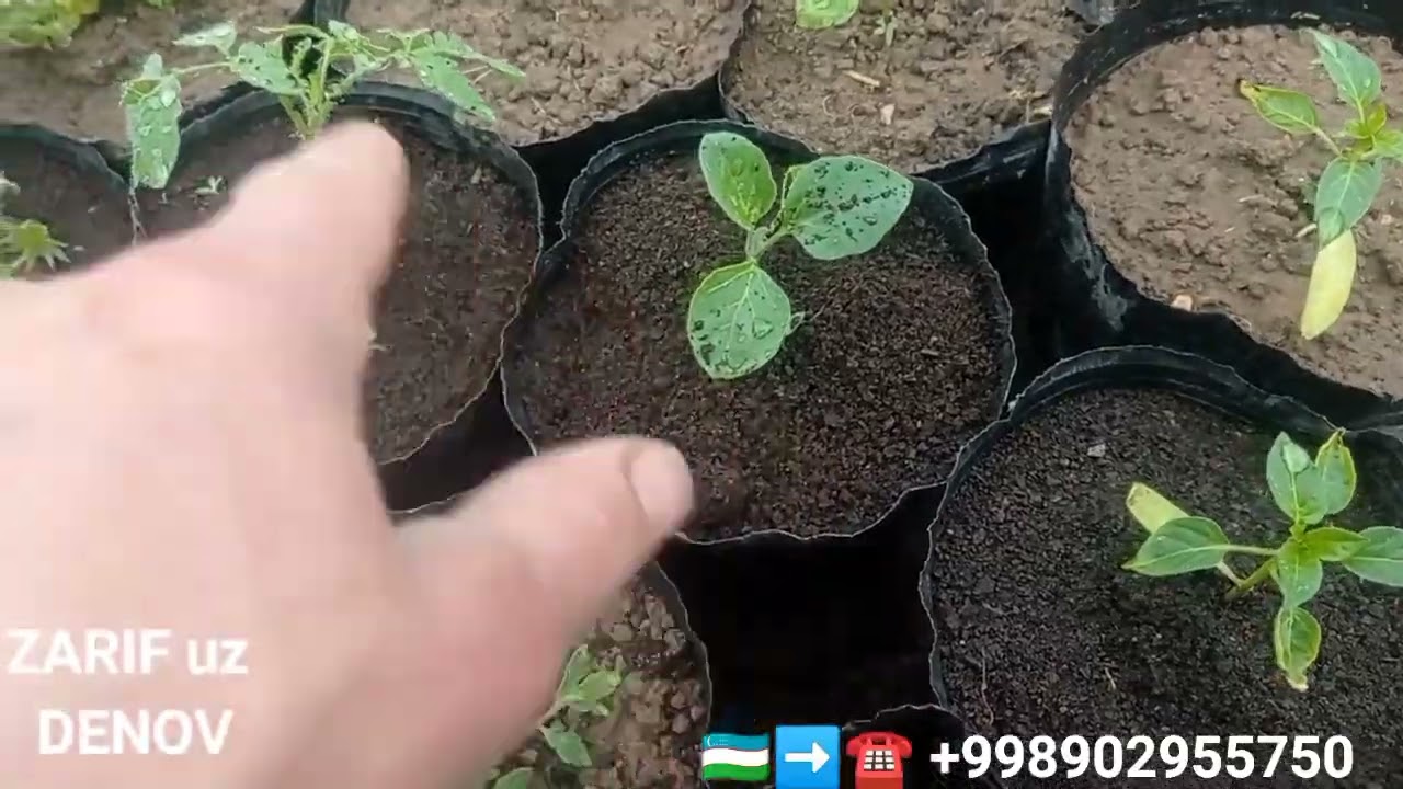 БИОГУМУС ФОЙДАСИ ТАЖРИБА 1-ҚСИМ