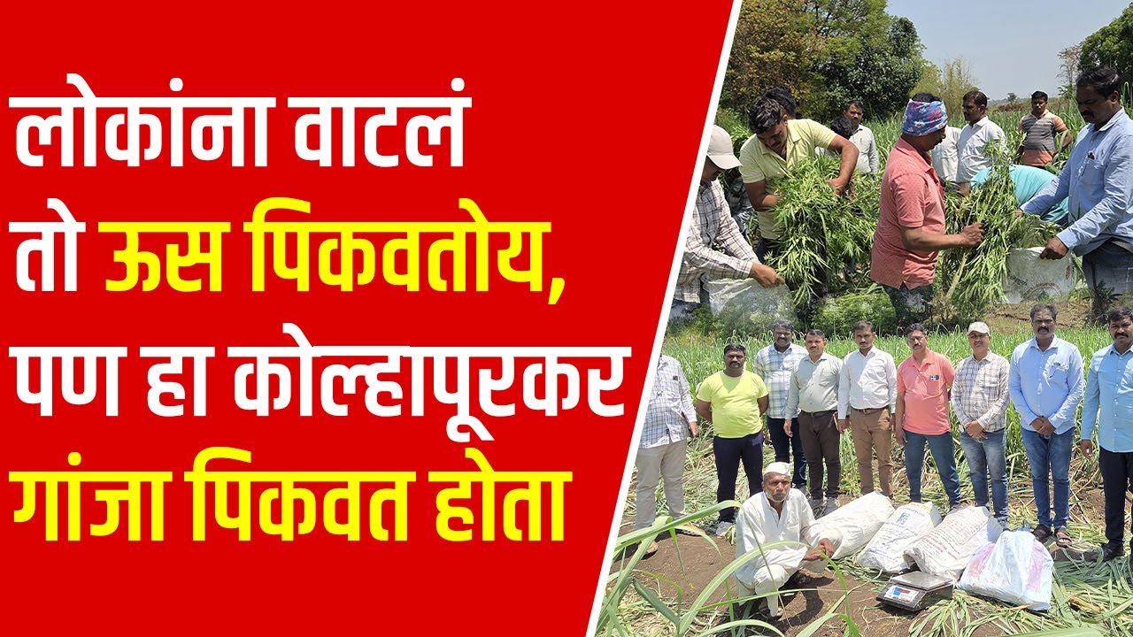 Kolhapur Ganja Farming | करवीर तालुक्यात गांजाची शेती, पोलिसांकडून कडक कारवाई | Digital Kolhapur