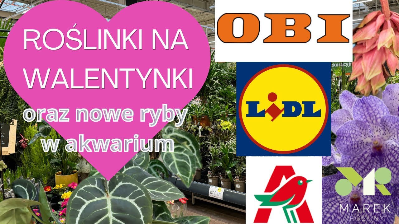 Rośliny na Walentynki w OBI, Lidlu i Auchan. Przegląd nowych dostaw roślin w sklepach