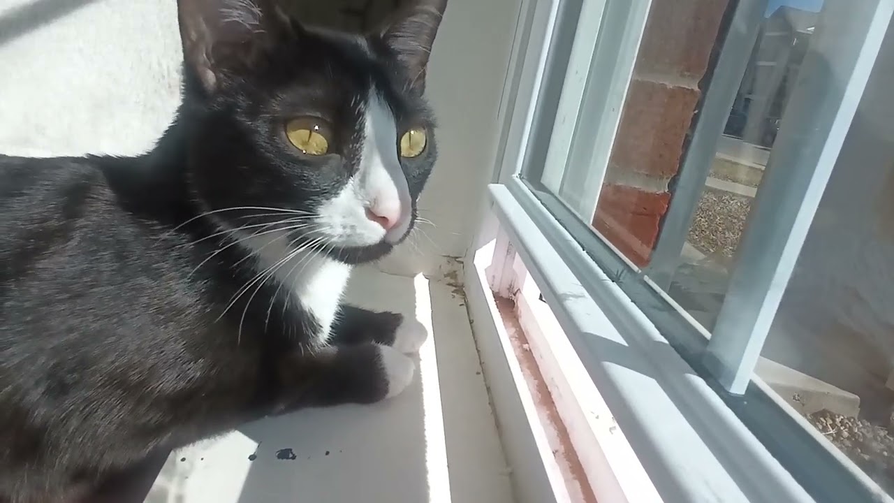 My cat noodle #cat #Outside 