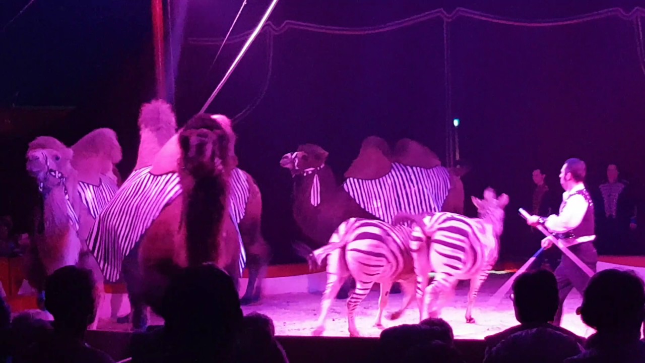 Andy Ortmann und seine Große Exoten Show im 2.Hallenser Weihnachtscircus 2016/17