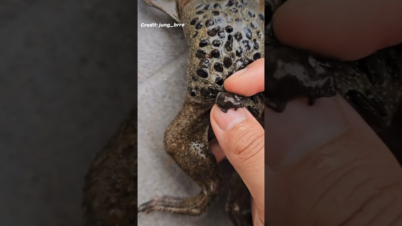 Pipa Pipa Toad Gives Birth From Their Back! (TRYPOPHOBIA WARNING ⚠️) #pipapipa #surinamtoad