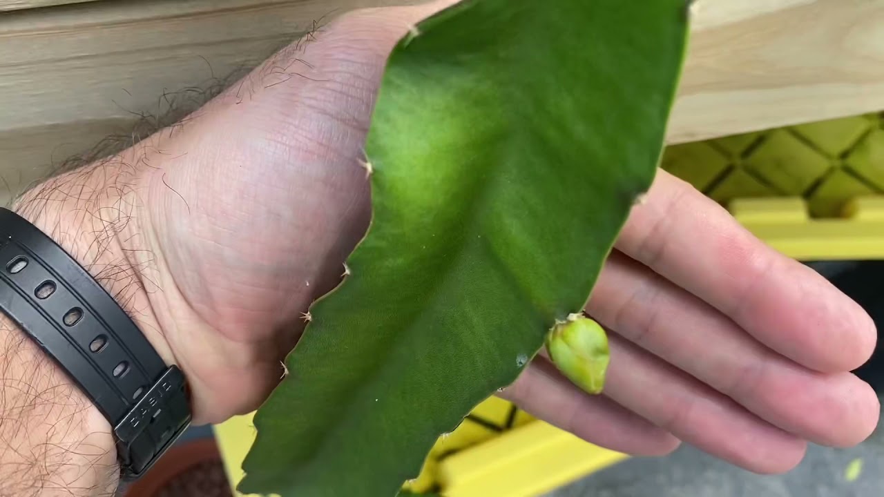 Hydroponic Dragon Fruit Budding Up - Soon to Fruit!