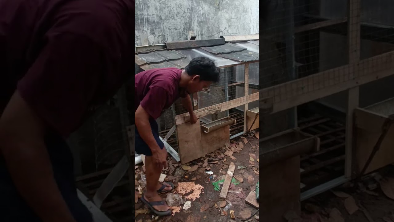 Tutorial cara membuat kandang ayam yg praktis simple dan dr bahan seadanya