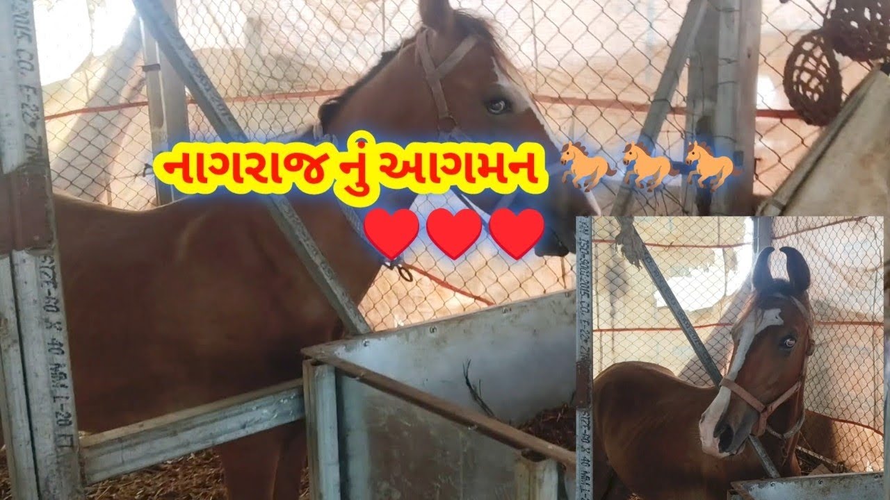 નાગરાજ નું આગમન થયું 🐎🐎🐎 #villagevlog #vlog #horse #shokh 