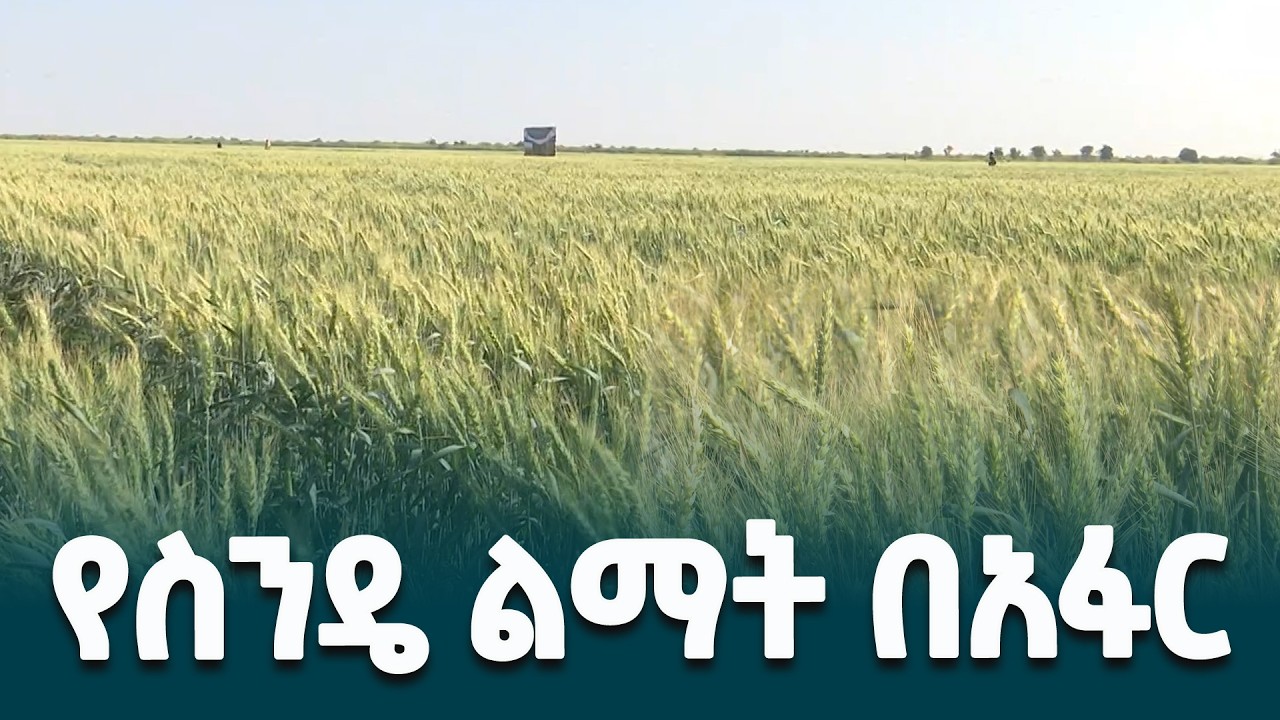 በአፋር ቆላማ መሬት የተላመዱ የስንዴ ዝርያዎችን የማባዛት ጥረት በአፋር ክልል @ethiopiannewsagency