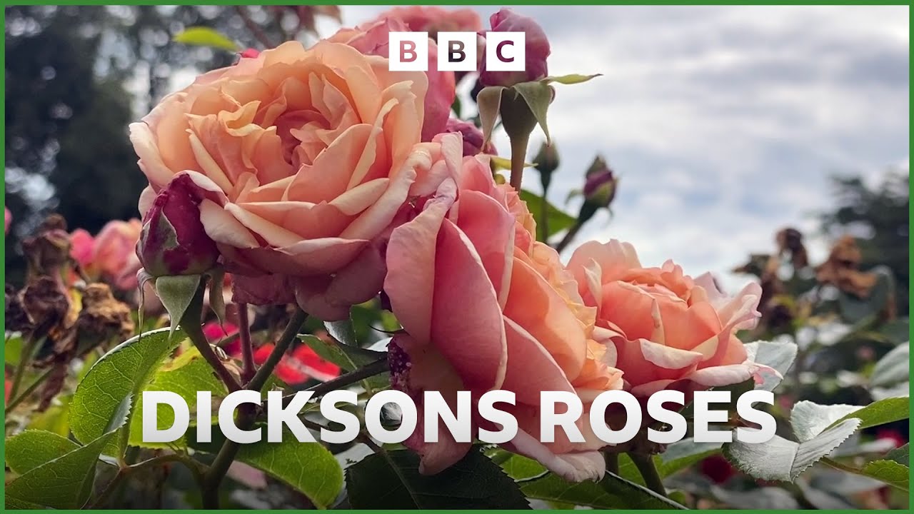 Dicksons Roses | &lsquo;A Fond Farewell&rsquo; to commercial rose breeding in Ireland | Gardeners' Corner