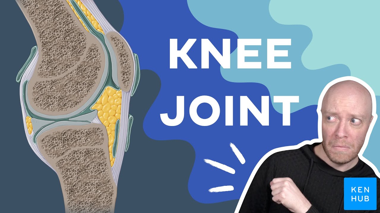 Knee joint: Anatomy and functions