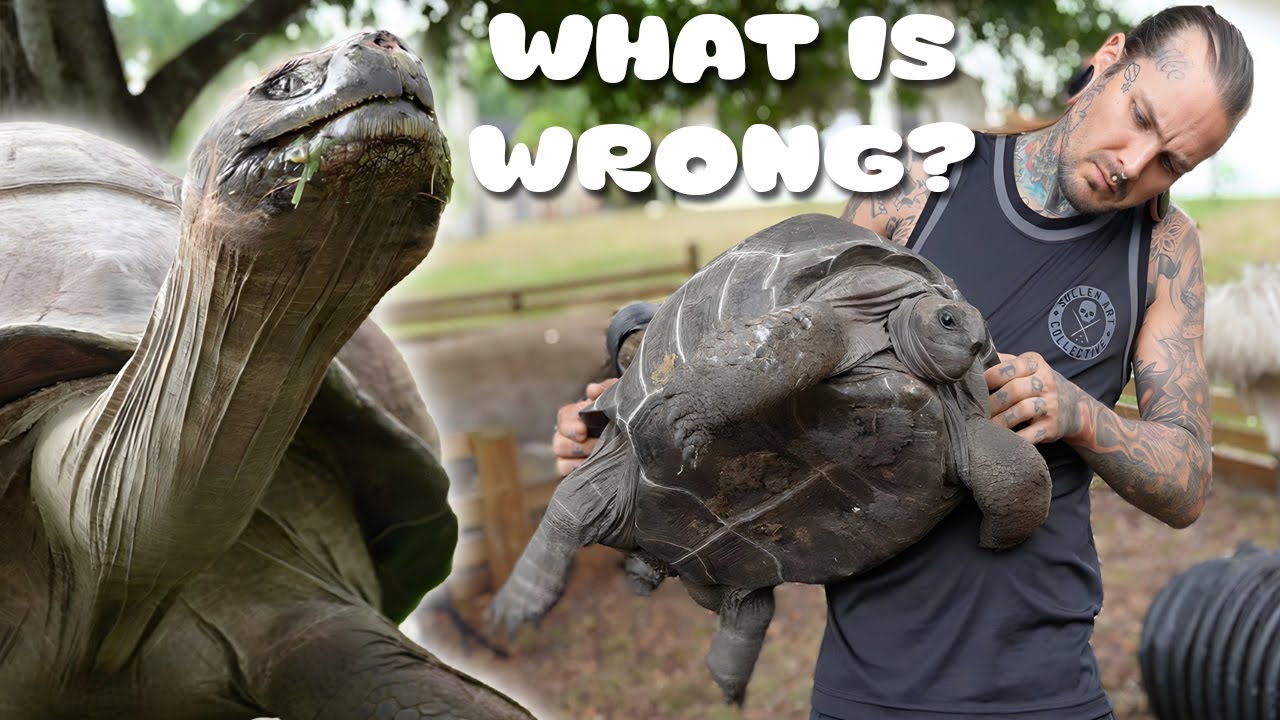 MY ALDABRA TORTOISES LEGS ARE NOT WORKING 😓