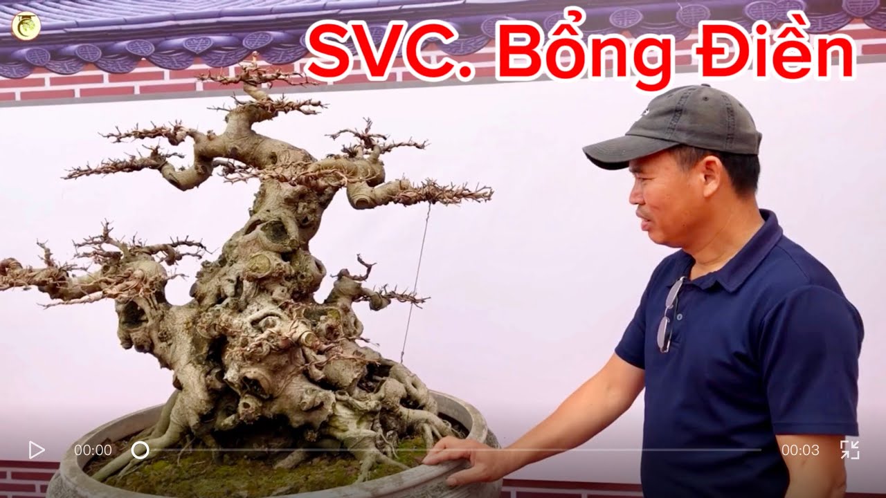 Bổng Điền - Nơi gặp gỡ của người đam mê bonsai 