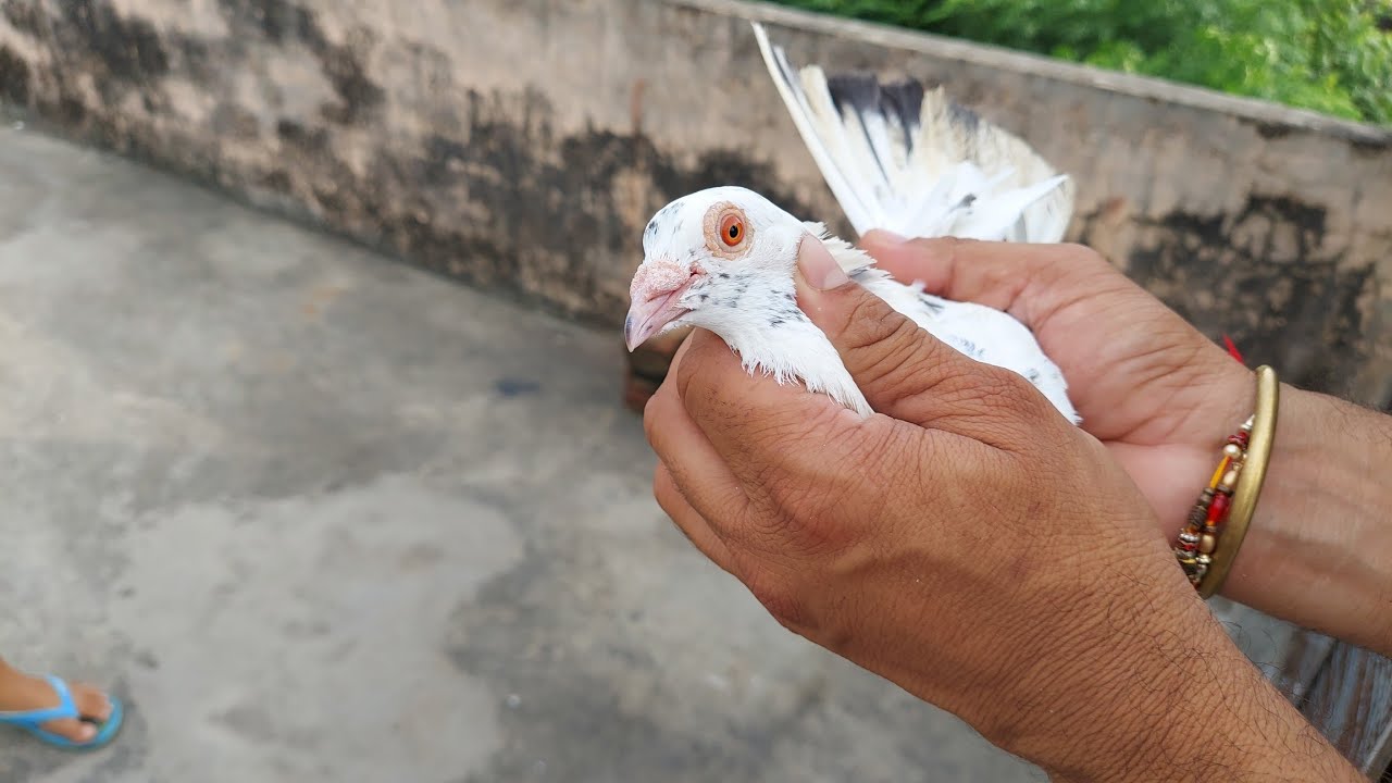 मद्रासी नस्ल के पालतू कबूतर/ ऊंची उड़ान और लंबे समय तक उड़ने में कामयाब मद्रासी कबूतर💯💫💥