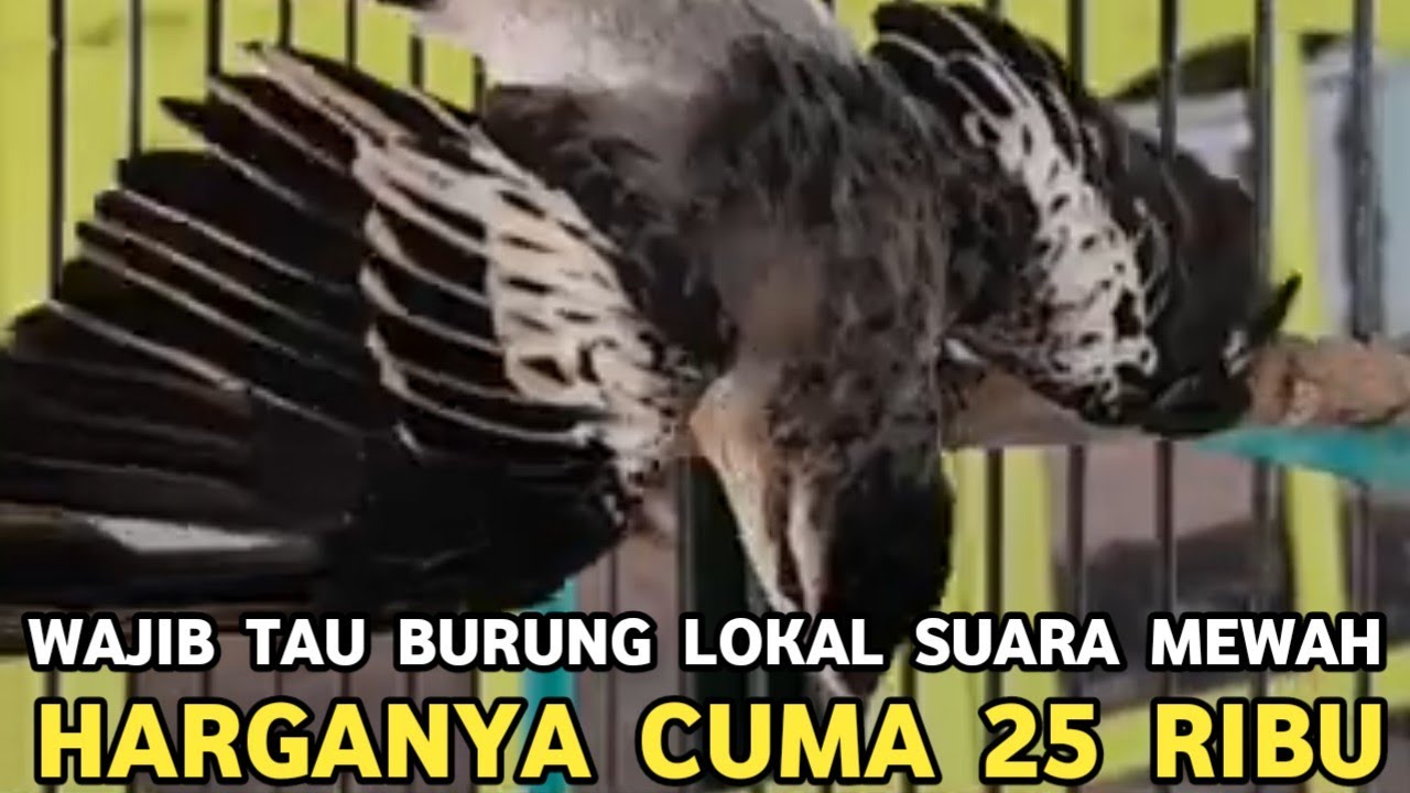 GAK DISANGKA BURUNG LOKAL HARGA 25 RIBU SUARANYA SEMEWAH INI !!!!