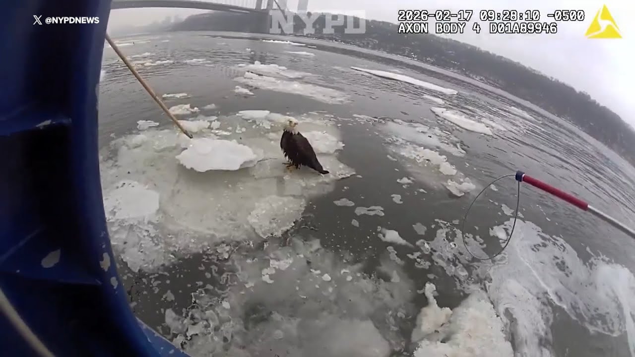 NYPD rescues bald eagle in distress on icy Hudson River