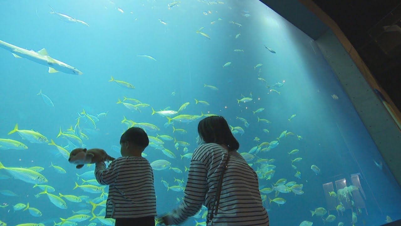 「水槽の水はどうやって入れ替える？」「魚はどこから？」四国水族館で聞いてみた【みんなのハテナ】