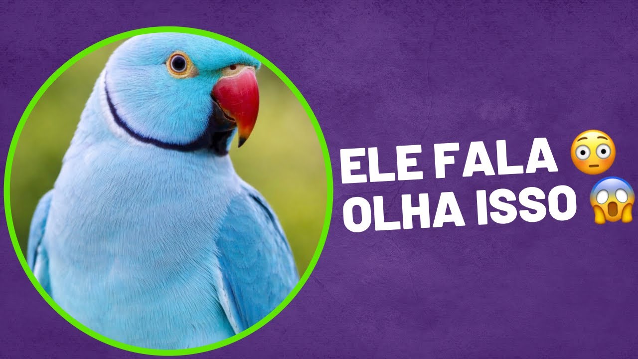 Ring Neck Falando