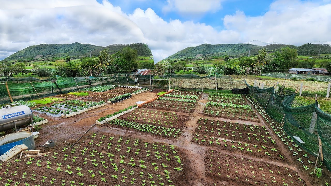 10 Days to Complete Creating a Vegetable Garden for Beginners