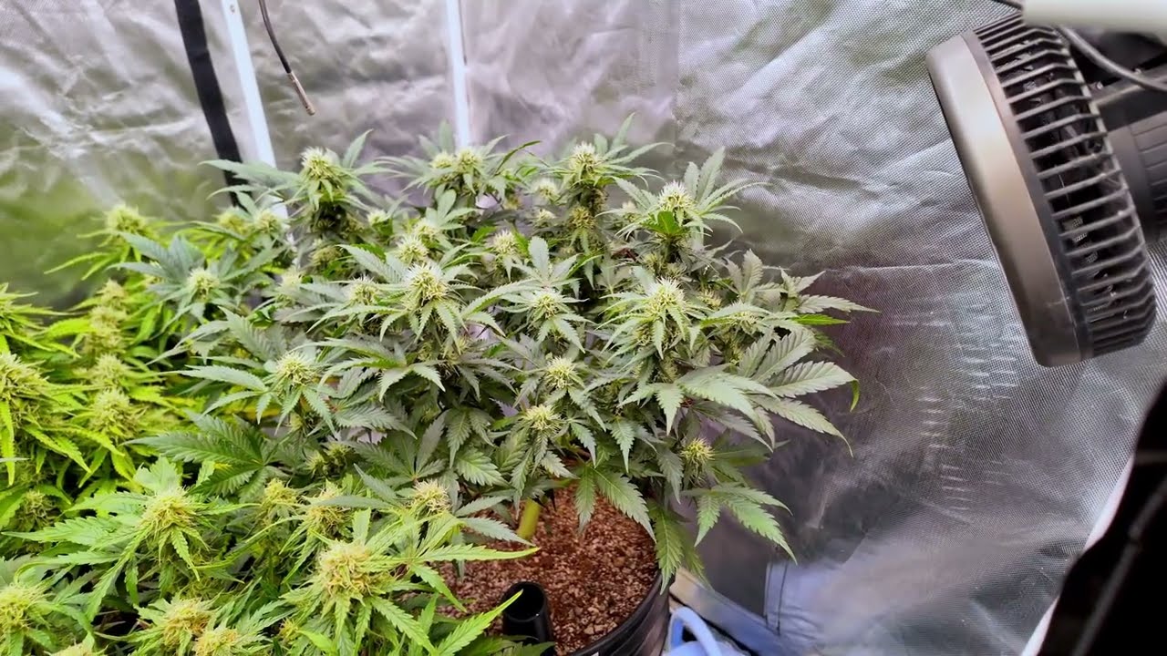 Night Owl Seeds, Dutch Passion, and a love for Blueberries
